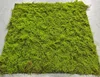 Verde1