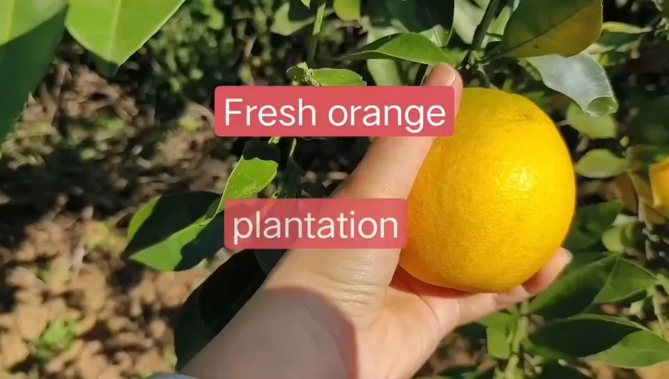 Delicious Premium Juicy Fresh Orange 100 Chinese Farm Natural