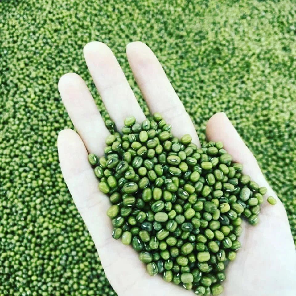 Hot Sale Green Mung Beans Available for 2020.