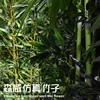 1.5-meter-tall over-glue bamboo