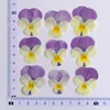 Viola bicolore