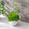CF02245 Verde
