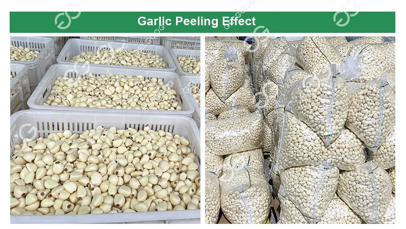 Automatic Large Peeled Garlic Sorter Selecting Peeling Processing Equipment Break Garlic and Peeler Machine 500Kg