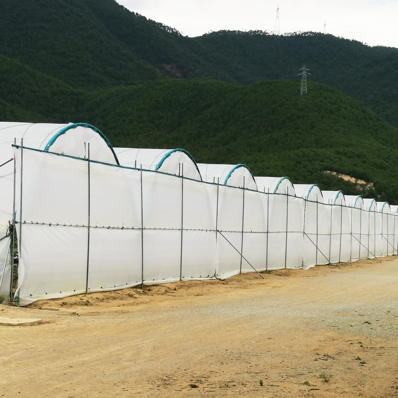 Large Size Multi-Span Greenhouse with PE Film Covering and Hot Galvanized Steel Frame for Fruits Growing