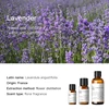 Lavender (France) 10ml