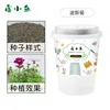 Cosmos Planting Kit