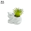 Gattino (Miscela succulenta)