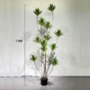 Artificial Ten Heads Curved Dracaena Plant with Pot (1.9M)