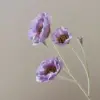 Phénix violet
