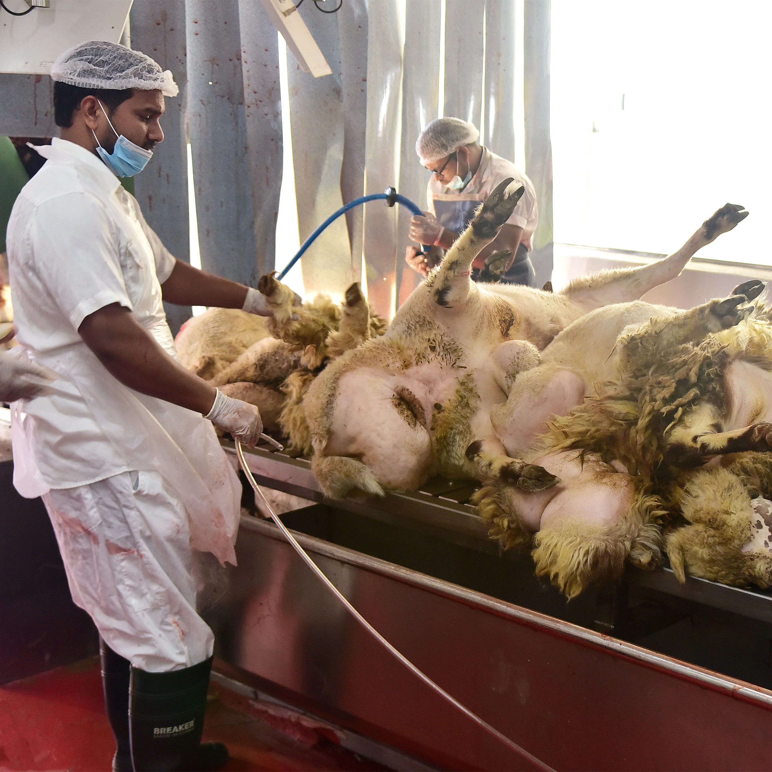 Sheep slaughterhouse plants 150 goat meat slaughterhouses per day