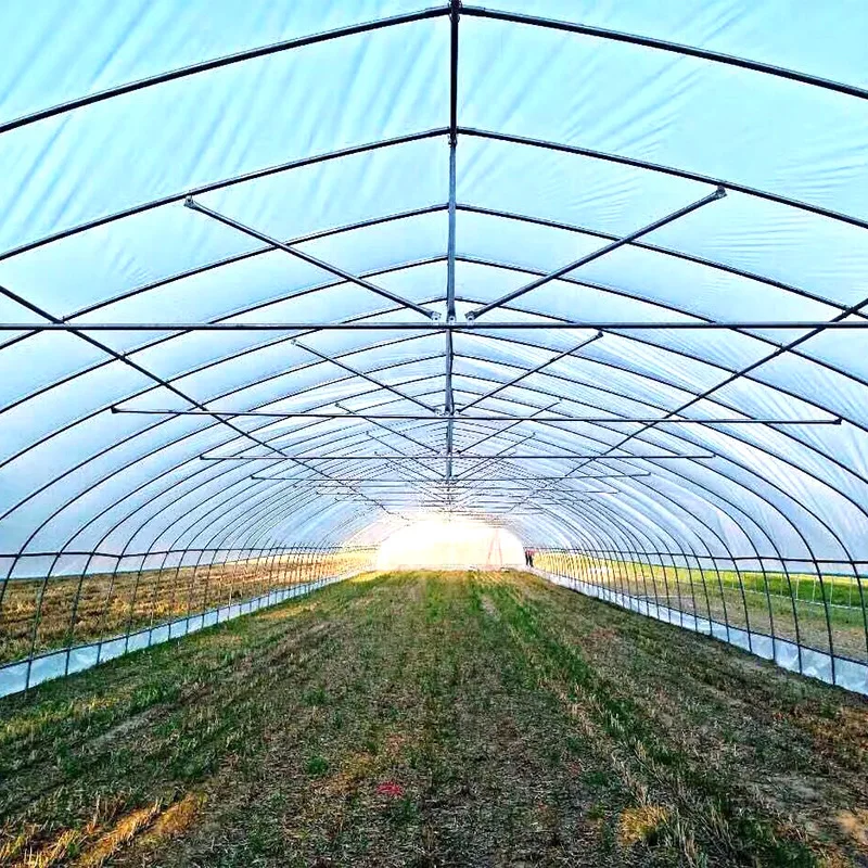 High Quality Galvanized Structure Plastic Tunnel House China Single Span Low Tunnel Greenhouse For Sale