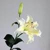 Bianco 55cm
