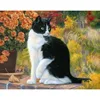 104 black and white cat