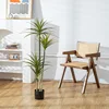 Dracaena fragrans de taille moyenne-130 cm