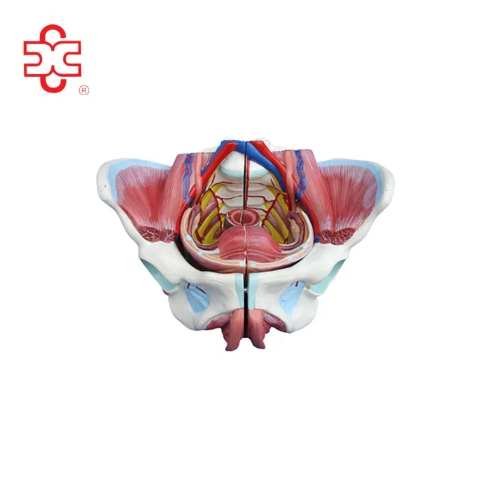 Наружные женские органы относятся. Макет женских половых органов. Анатомическая модель клитора. Анатомия женских органов.