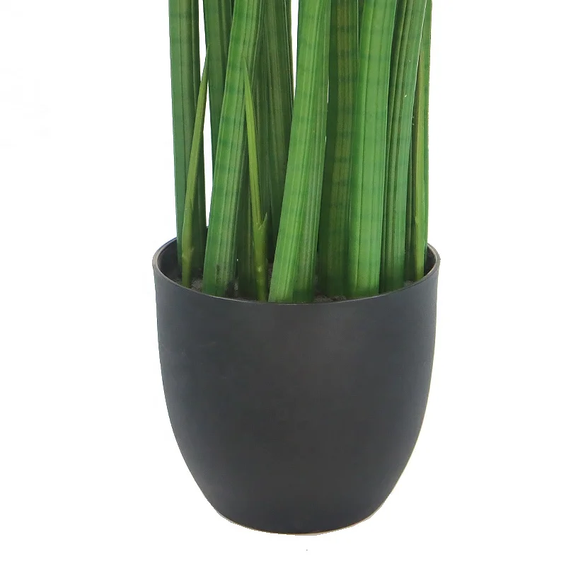 black jaguar snake plant Black Coral Snake Plant For Sale | PlantingTree.com main image 1