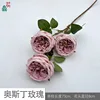 Pâte de haricots Austin Rose Y rose