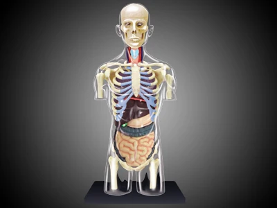 4D MASTER Transparent Human Body Anatomical Model