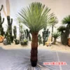 Cabeza de piña con borde amarillo, 180 cm.