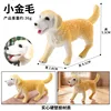 Golden Retriever RD colorido