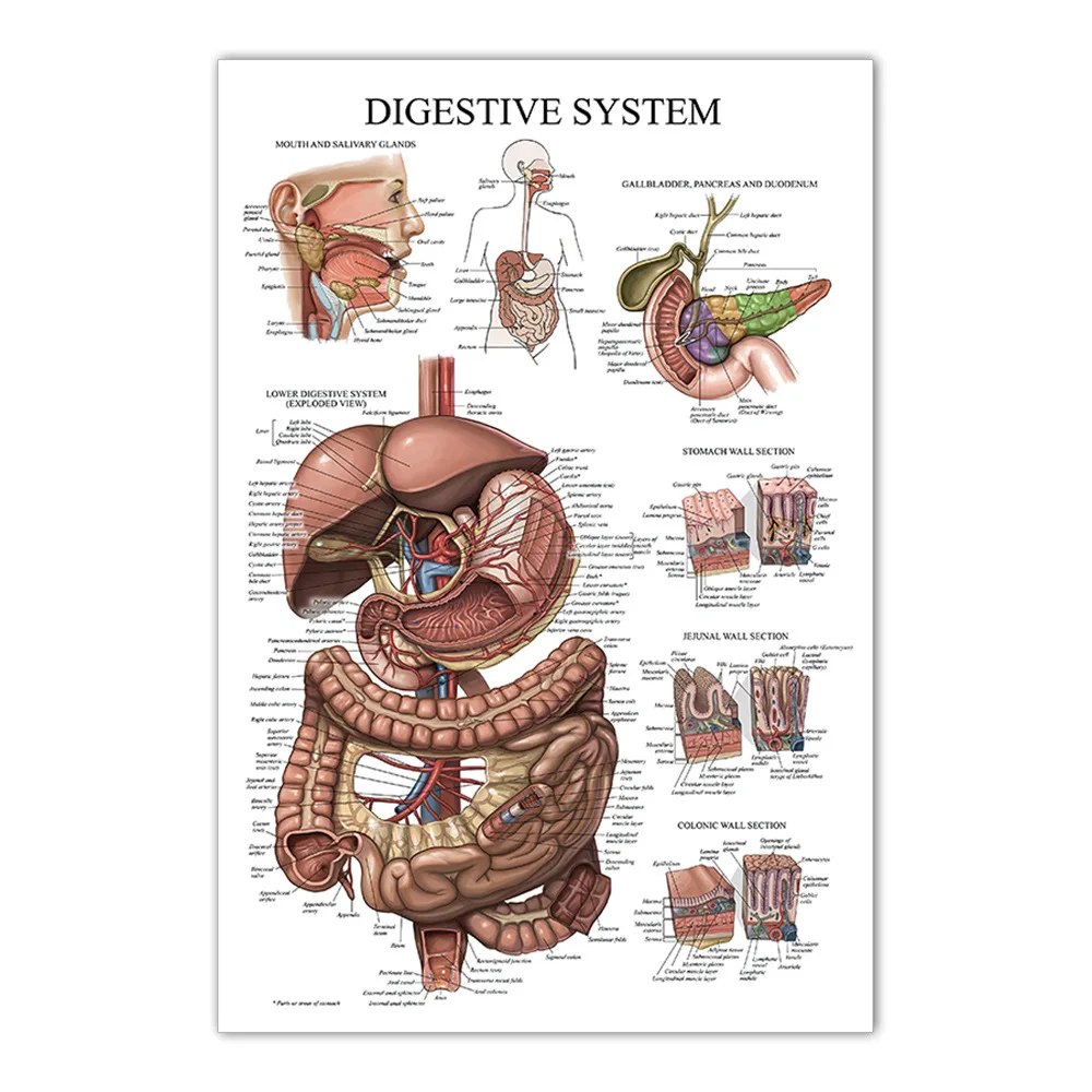 Anatomy Posters Skeletal Digestive Respiratory Circulatory Endocrine ...