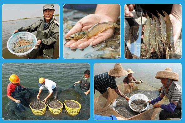 Clostridium Butyricum Compound Aquaculture Probiotics Feed Additive For Fish Shrimp