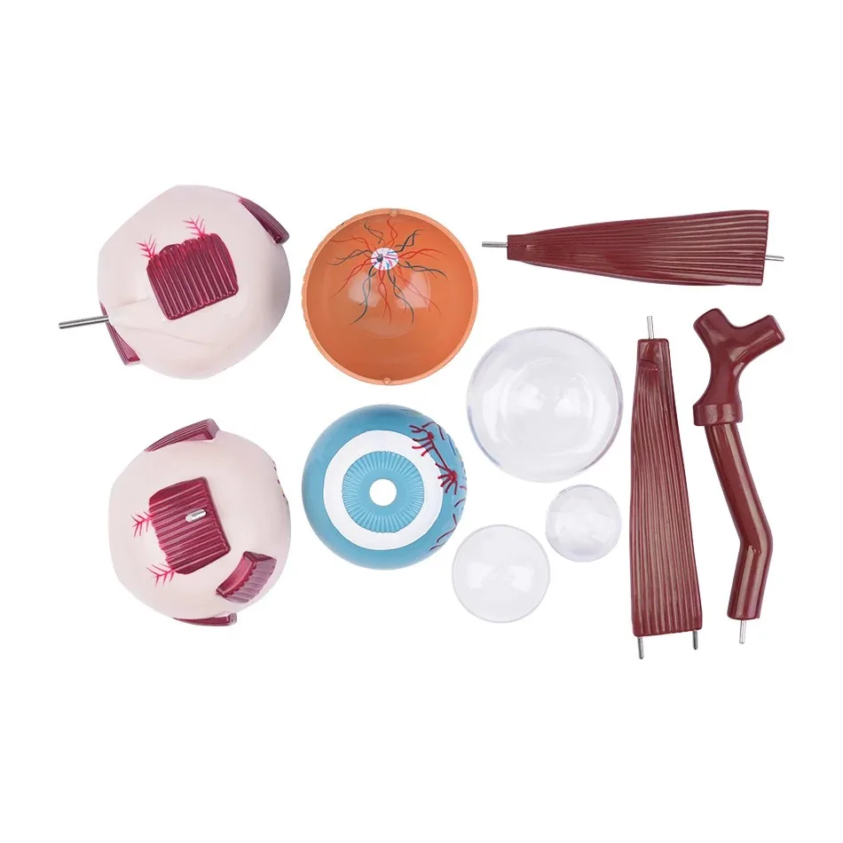 New Biology 3 Times Human Eye Enlargement Model Giant Anatomy Eyeball Orbital 10parts Anatomical for Science Teaching