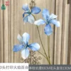 3-head printed Flame Lily GFG light blue