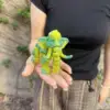 Cristal verde de 14,3 cm.
