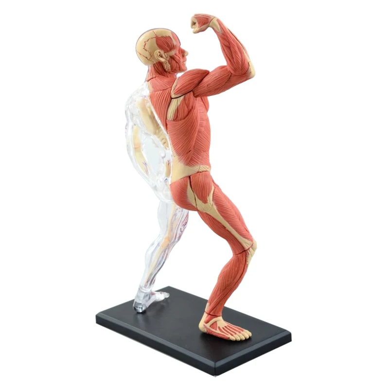 4D Master Puzzle Human Muscle Model 46parts Assembled Human Anatomy Model Toy