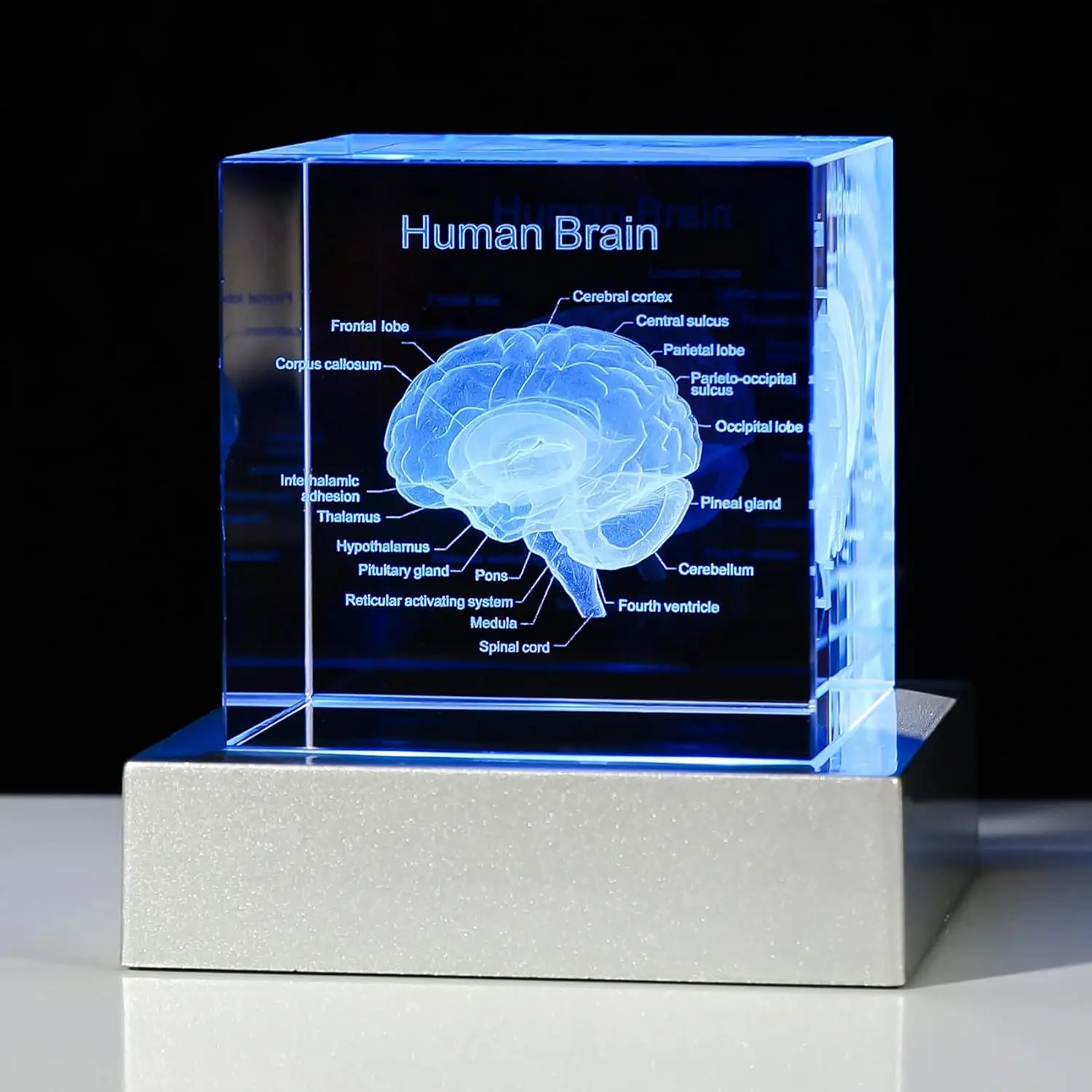 3D laser engraved crystal Human Brain Anatomical Model 3d laser engraving blank crystal glass block cube for Medial Surgeon Gift