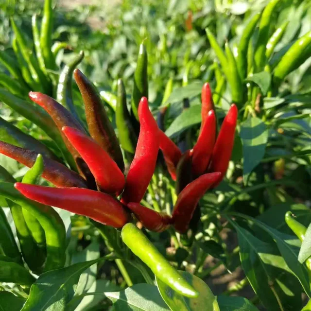 High Yield Hot Pepper Seeds Hybrid F1 Chilli Pepper Seeds for Planting