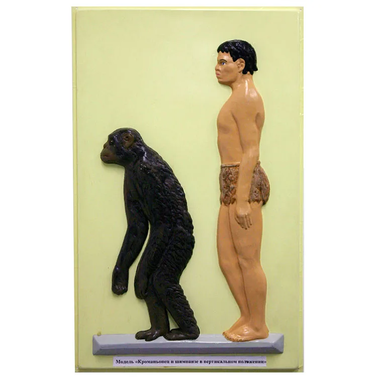 生物学教育補助解剖学的人間進化モデルセット| Alibaba.com