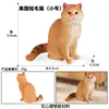 colorato PL127-3368 Gatto a pelo corto