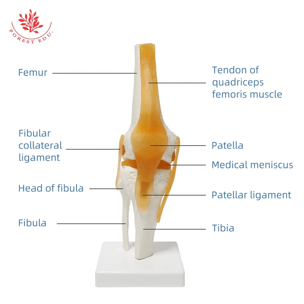 Human Knee Joint Model FRT029 Deluxe Functional Include Ligaments Medical Science Human Anatomical Model