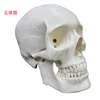 European white skull model model