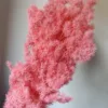 peach pink