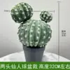 Dos cactus en maceta