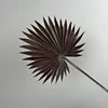 Black Purple Spiky Palm Leaves