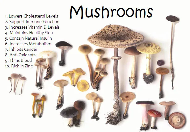 Chaga Mushroom Extract/Inonotus Obliquus Extract Powder Cheap