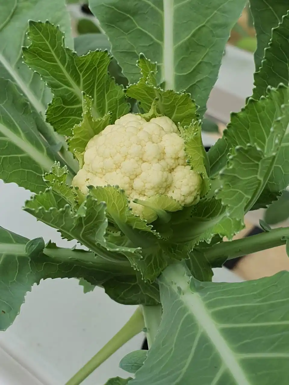 nft hydroponics system
