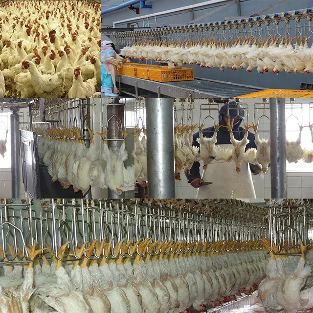 Eviscerating Rabbit Alibaba.com: Chicken Eviscerating Machine for poultry slaughtering ...