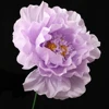 as picture