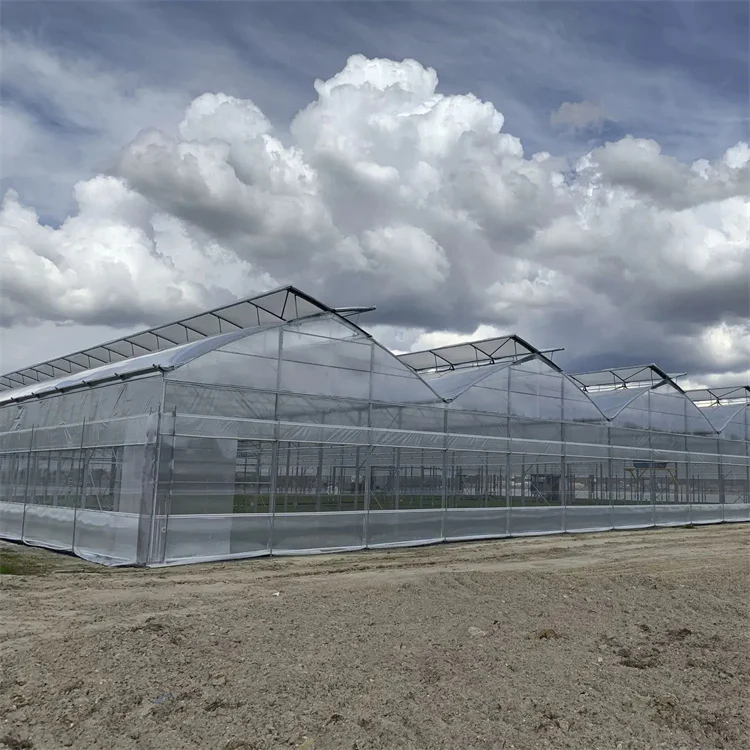 Natural Ventilation Sawtooth Multispan Greenhouse For Tropical Use