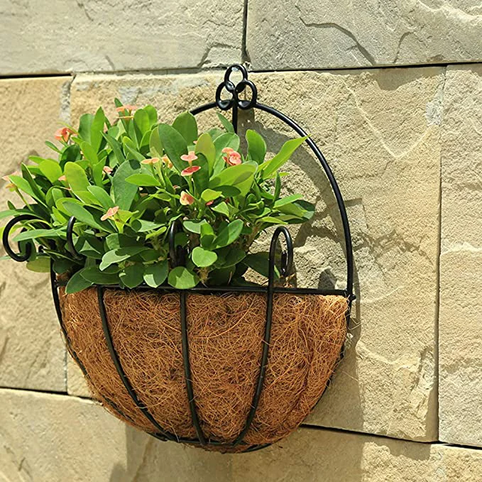 is calathea a prayer plant Calathea Freddie Prayer Plant (Concinna Calathea) main image 1