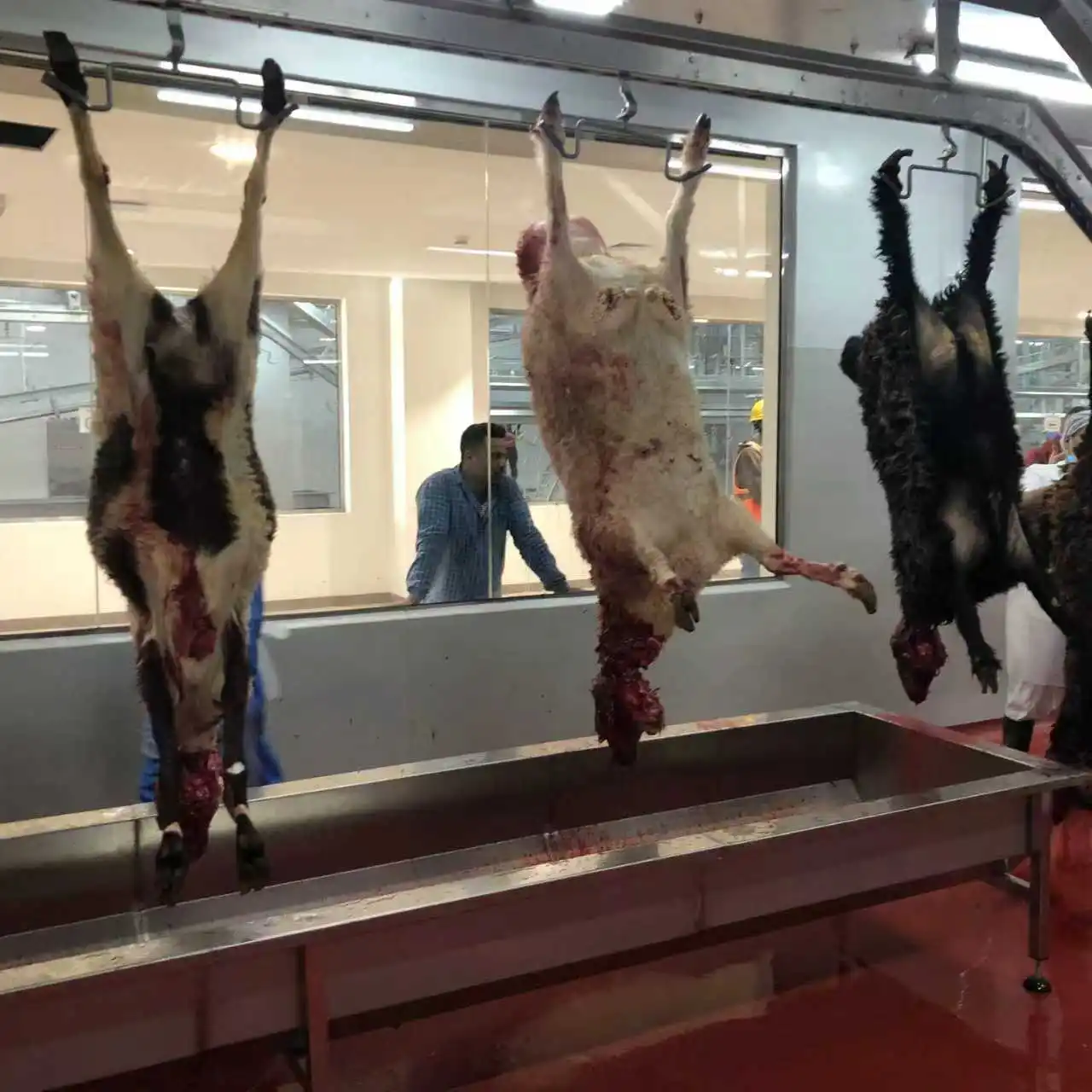 Automatic Halal Sheep Slaughter Line Complete Sheep Slaughterhouse Abattoir Equipment Turnkey Project
