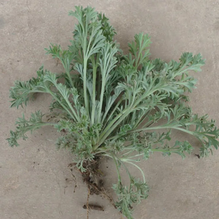 oringic pure natural capillary wormwood herb extract