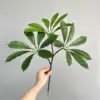 Paul's Umbrella Leaf - Dark
