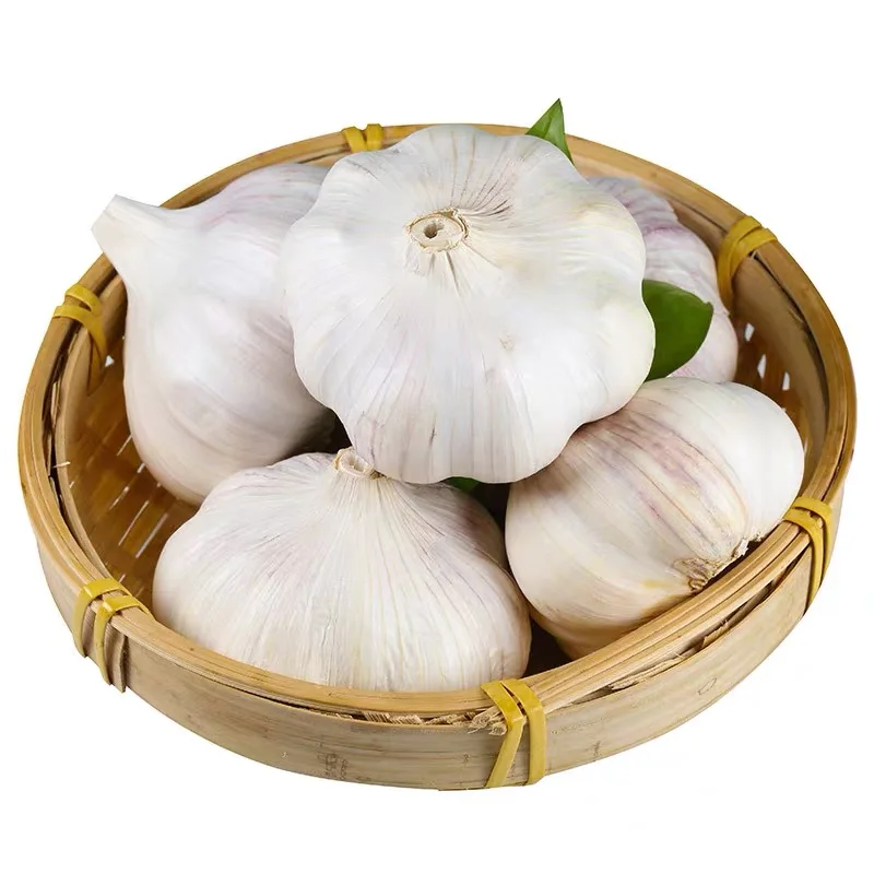 Garlic in Chinese Factory Fresh White Garlic Exporter