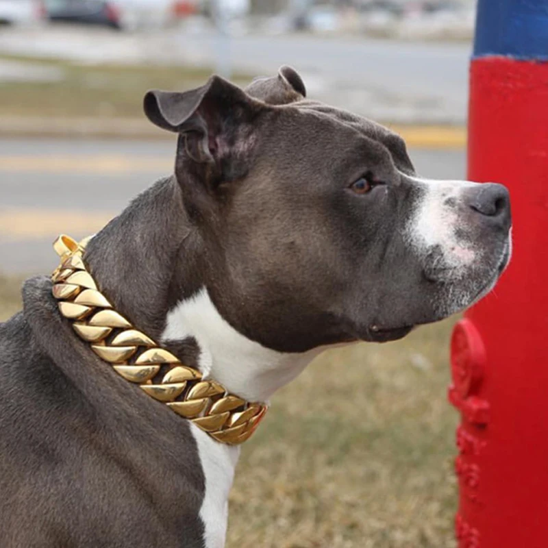 Stainless Steel Dog Collar with Gold Charm Training Aid